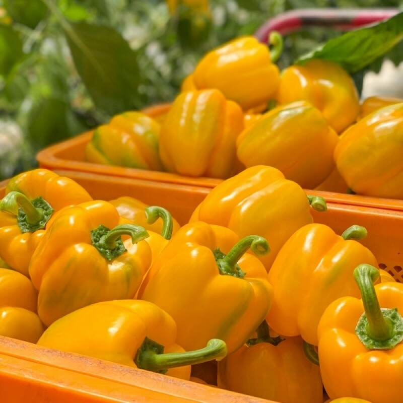 늘싱그러운, 늘싱,늘싱 철원 파프리카 5kg 빨강 노랑 혼합