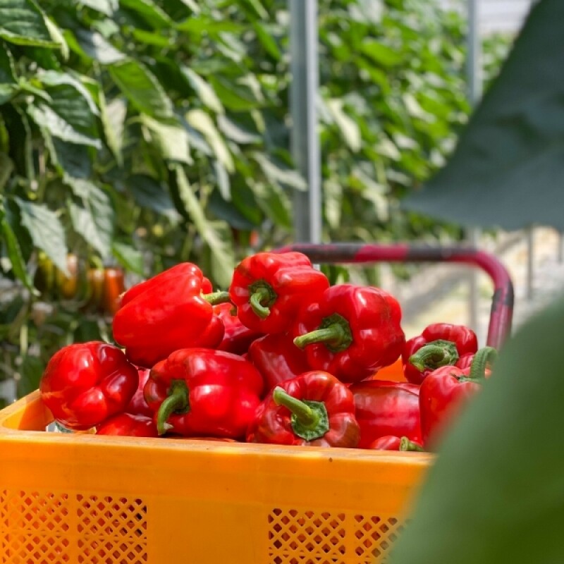 늘싱그러운, 늘싱,늘싱 철원 파프리카 5kg 빨강 노랑 혼합