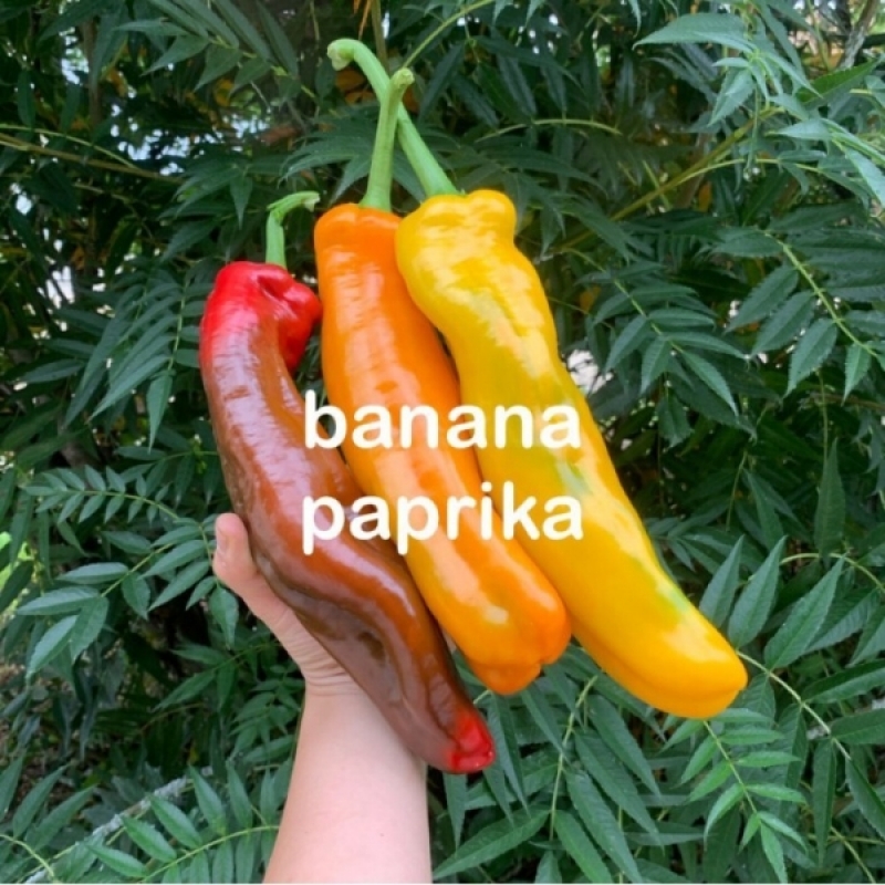 늘싱그러운, 늘싱,늘싱 바나나파프리카 2봉지 부터 스위트 팔레르모
